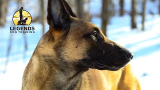 Belgian Malinois: Barking and Lunging on Leash