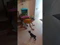 #35 days old Doberman puppy playing#dog lover#