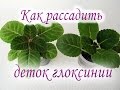 Как рассадить деток глоксинии. Руководство для начинающих. Размножение глоксиний детками