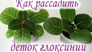 Как рассадить деток глоксинии. Руководство для начинающих. Размножение глоксиний детками