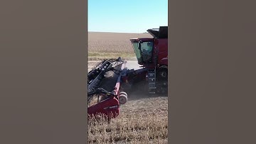 @CaseIHTube Combining Beans #farming #usa #agriculture #shorts