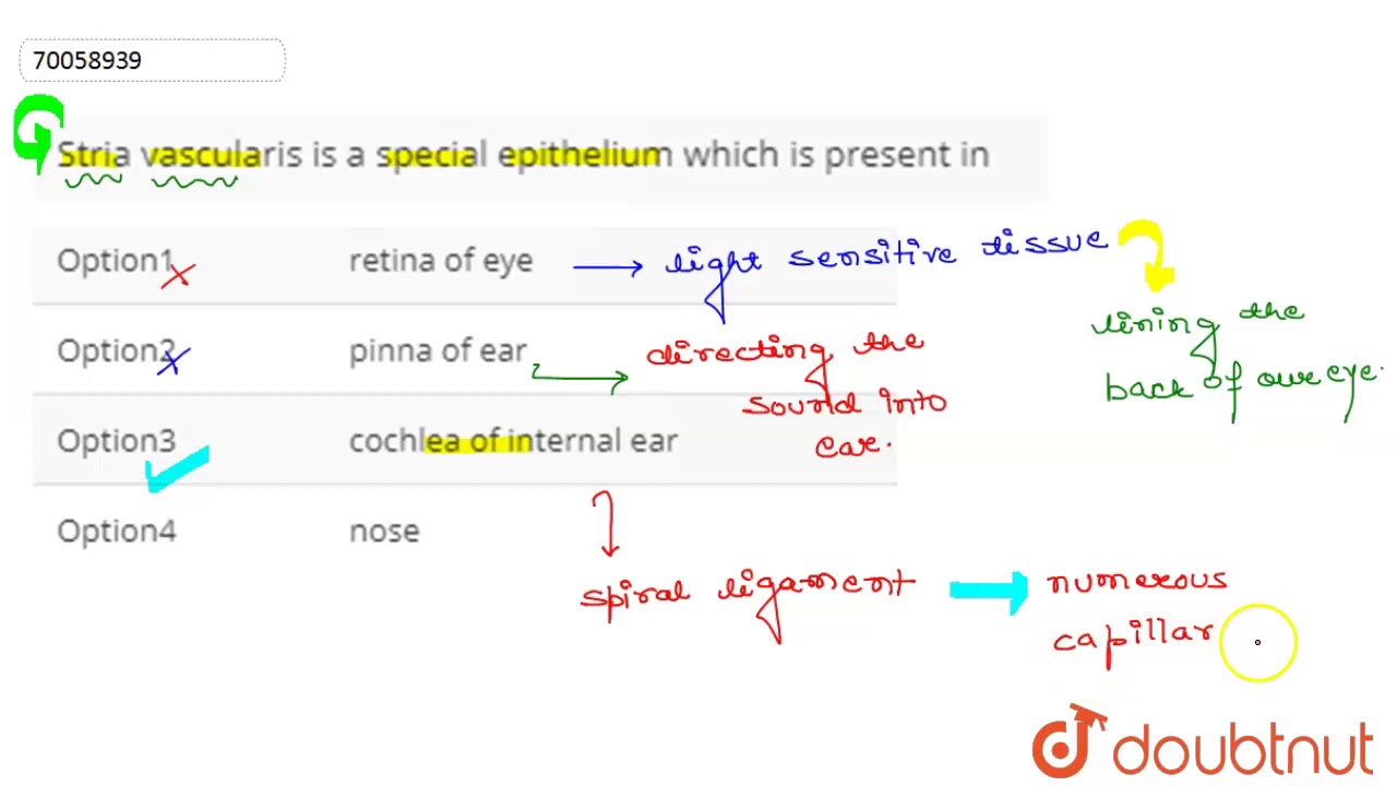 Stria vascularis  is a special eptihelium which   is present in