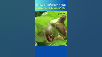 Khoảnh khắc xúc động: Chim cắt may mớm mồi cho con #shorts