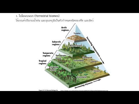 ระบบนิเวศ​ Ecosystem EP. 5 | วิทยาศาสตร์​ชีวภาพ​ | Anchan__