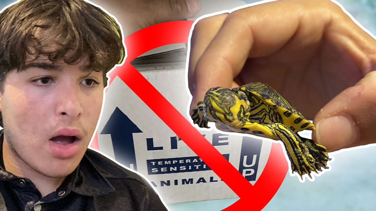 NEVER BUY a Baby Turtle Online! (Watch Before Buying)