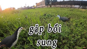 Bẫy chim cận cảnh bẫy quốc cực hay gặp bổi quá hăng