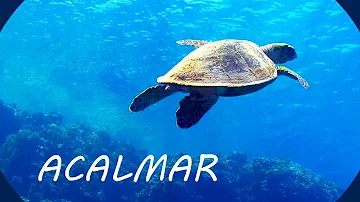 Música Relaxante e Fundo do Mar 🎵 Acalmar a Mente