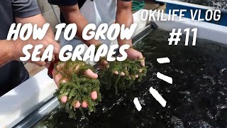 How to Grow Sea Grapes