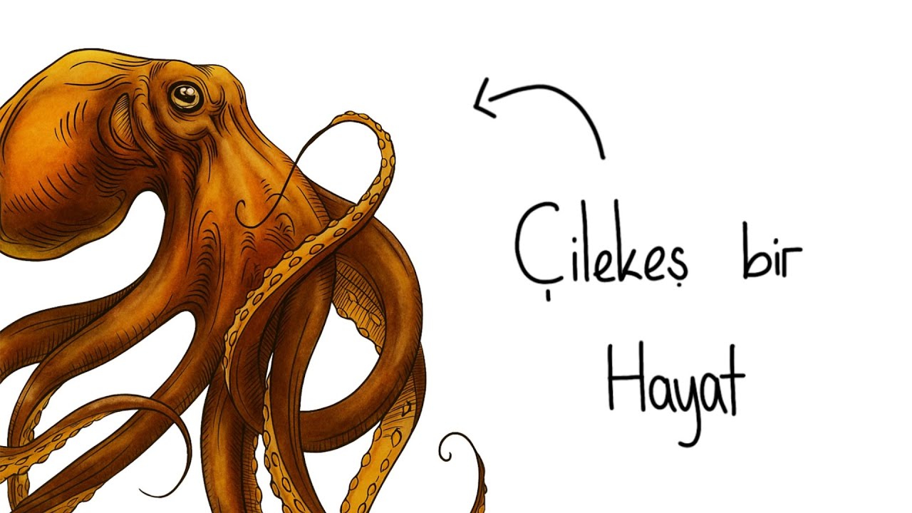 Eğer Bir Ahtapot Olarak Doğsaydın?