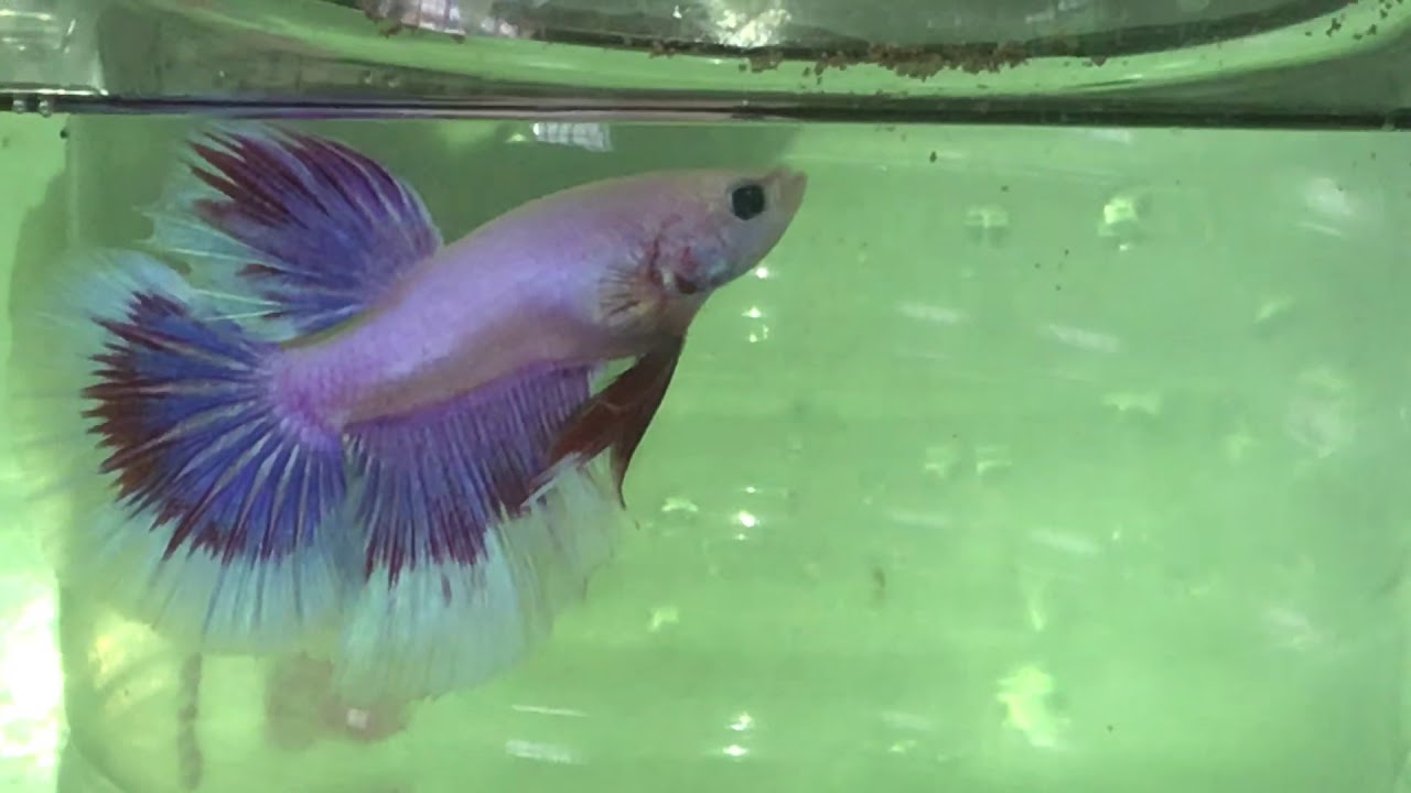 Bettaclub Argentina linea HM tribands 2019