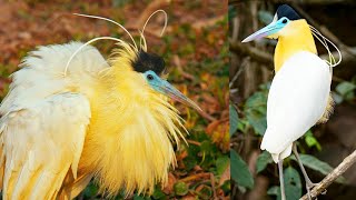 Why the capped heron is so fascinating