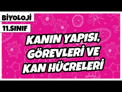 11. Sınıf Biyoloji - Kanın Yapısı, Görevleri ve Kan Hücreleri | 2022