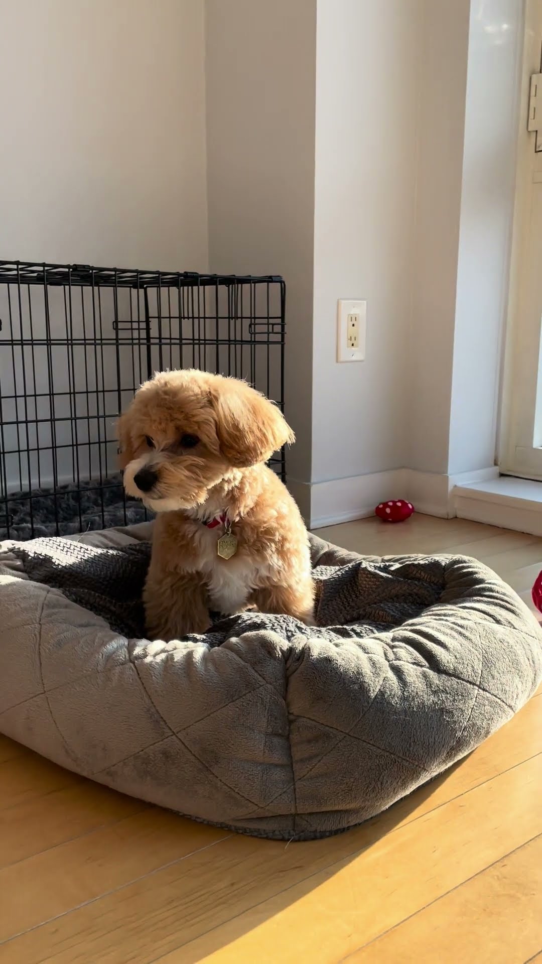 Puppy Digs At Bed And Barks At Nothing || ViralHog