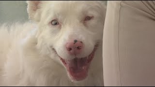 Max's Mission: Blind and deaf double merle Penny would make great companion for active family