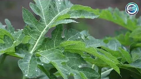 Our Beautiful BRUR in a Rainy Day || TonaTunir Songsar || BRUR Campus