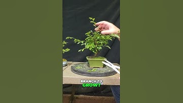 Guide to Perfect Branch Directional Pruning
