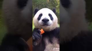 Havuç Yi̇yen Panda