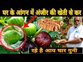 Anjeer Ki Kheti Full Information | Fig Farming in India | अंजीर की खेती कैसे करें | मुनाफेमंद खेती
