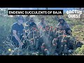 Searching for endemic succulents in Baja California Sur: (Part 1 of 3)  Magdelena Island