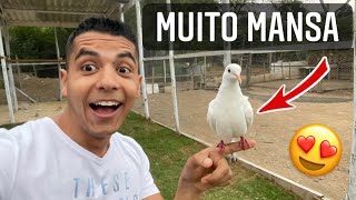 Instalando comedouro e soltando as pombas burguesas no super viveiro | Aves Recriar