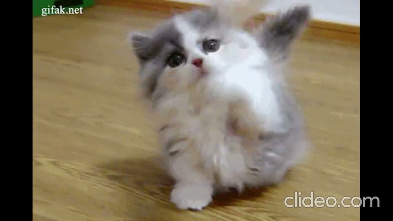 пушистая ласка