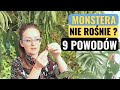 Co zrobić żeby MONSTERA szybciej rosła? Dlaczego monstera nie rośnie?