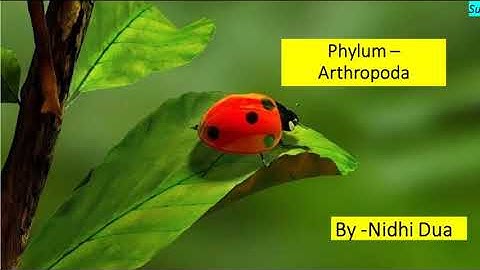 Phylum Arthropoda | Kingdom Animalia | Diversity of Life Forms | CSIR-NET | GurMantra