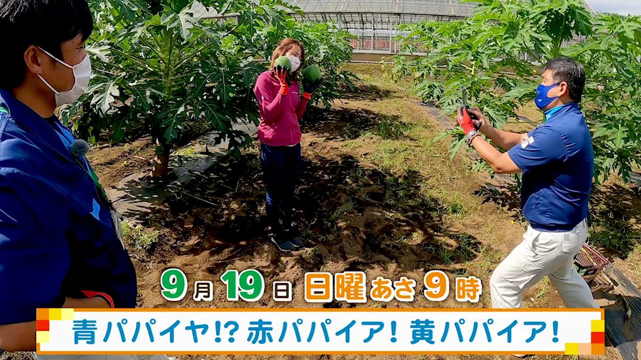 ウラナビ 9月19日放送 青パパイヤ 赤パパイア 黄パパイア Youtube