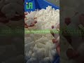 Biodegradable foam equipment#machine #manufacturing #factory #factoryproducts