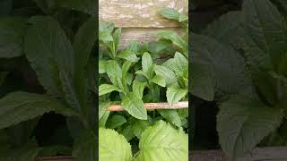 #short #thelovelyblog #garden #viralvideo #shortvideo #uk #trendingshorts #gardening #ytviral