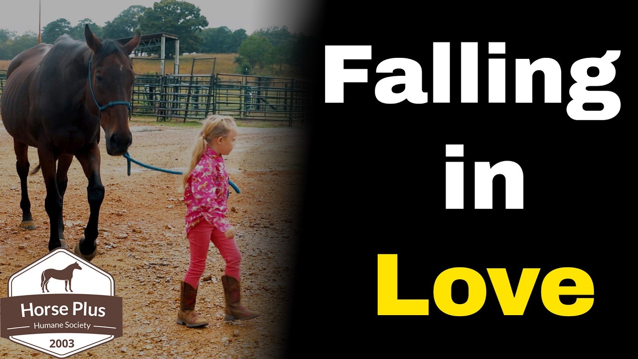 Усыновления, усыновления, усыновления | Герои приюта для лошадей - Сезон 6, Эпизод 36