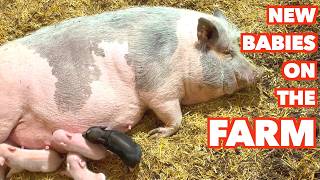 Mini Pig Gives Birth to Piglets - New Life at the Farm