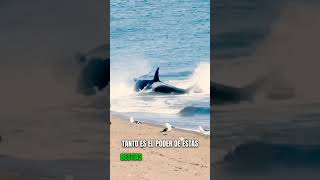 CAZADORES DEL OCÉANO: ORCAS CAZANDO FOCAS Y DELFINES. 🦭🐋🐬