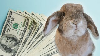 How Much Do Rabbits Cost?