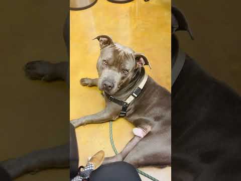 Land manatee charms a classroom🩶 Adopt Mr. Kitten from #Austin AS🦛 #househippo #dogvideos #pibble