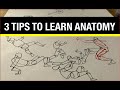 Quick Tips | 3 Tips to help you learn anatomy more quickly and efficiently