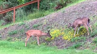 Deer In My Backyard by Don Chin 27 views 1 year ago 2 minutes, 14 seconds