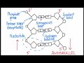 how to draw structure of dna with nucleotide | dna structure | DNA drawing #dna