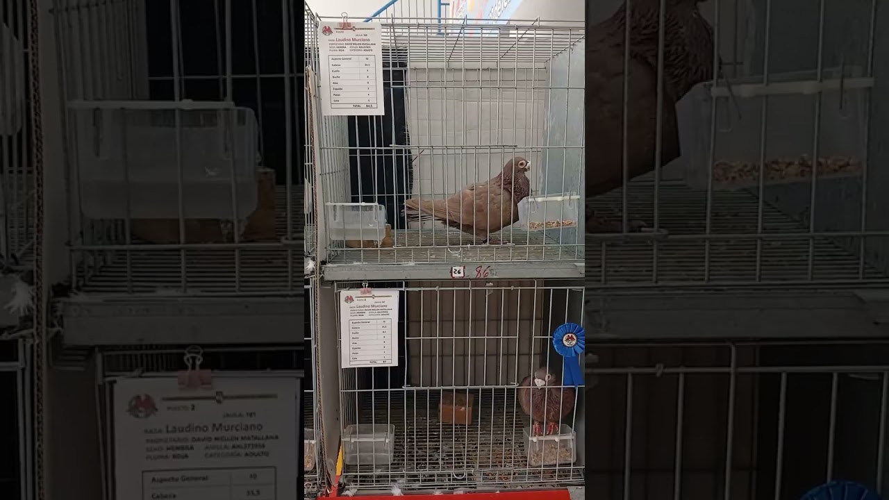 9 campeonato regional de palomos de raza - sociedad de palomos la esperanza 