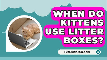 When Do Kittens Use Litter Boxes? - PetGuide360.com