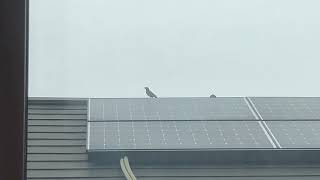 IMG 8652