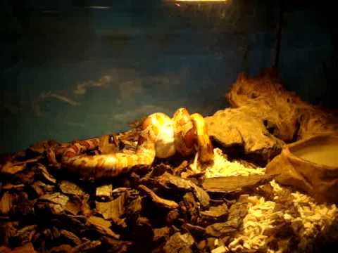 freebirds MOV06934