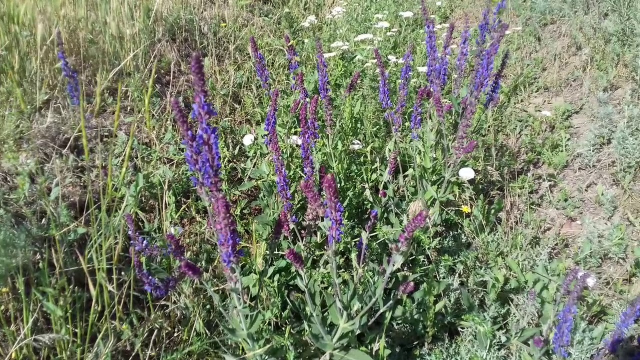Степной шалфей Гутор Галина - YouTube