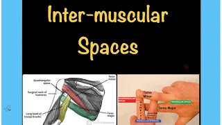 Intermuscular Spaces Anatomy | Scapular Region | Upper Limb Anatomy