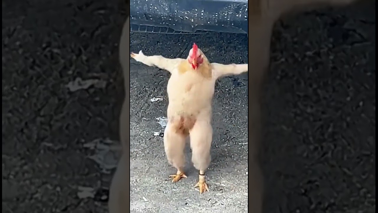 #funny #memeclip #funnymemes #cat #dankememes #funnypictures #memehub #youtubeshorts #eurovision