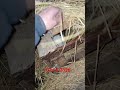 Вітаю зробив щось схоже на нору з дерева має бути приплід 🐇 Кого цікавить пишіть коменти 😀
