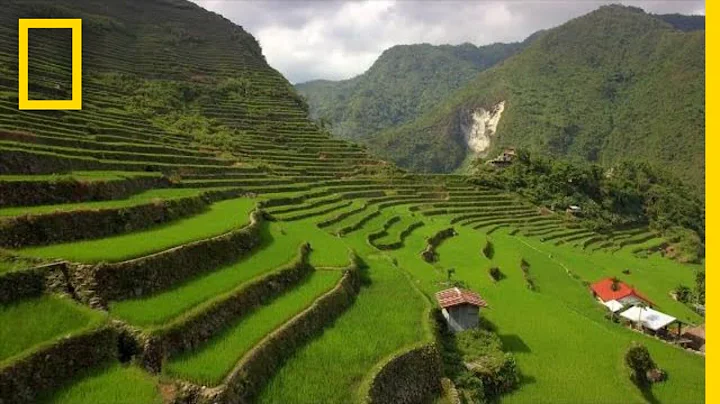 Soar Over the Lush Rice Terraces of the Philippines | National Geographic - DayDayNews