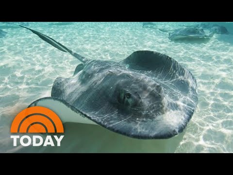 Stingray with no male companion becomes mysteriously pregnant