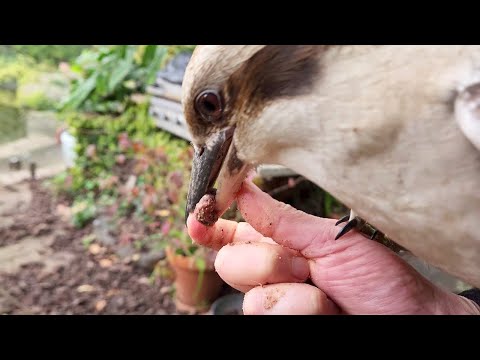 Epic chaos! Wild kookaburras, magpies and choughs flying at me! One even got my finger!