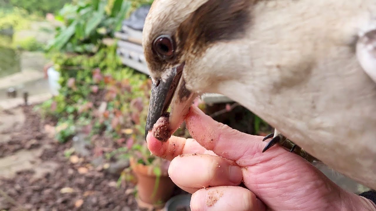 Epic chaos! Wild kookaburras, magpies and choughs flying at me! One even got my finger!
